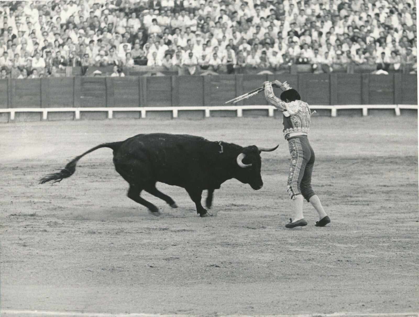 PIERLUIGI PRATURLON  Italie photo photographie époque corrida taureau 
