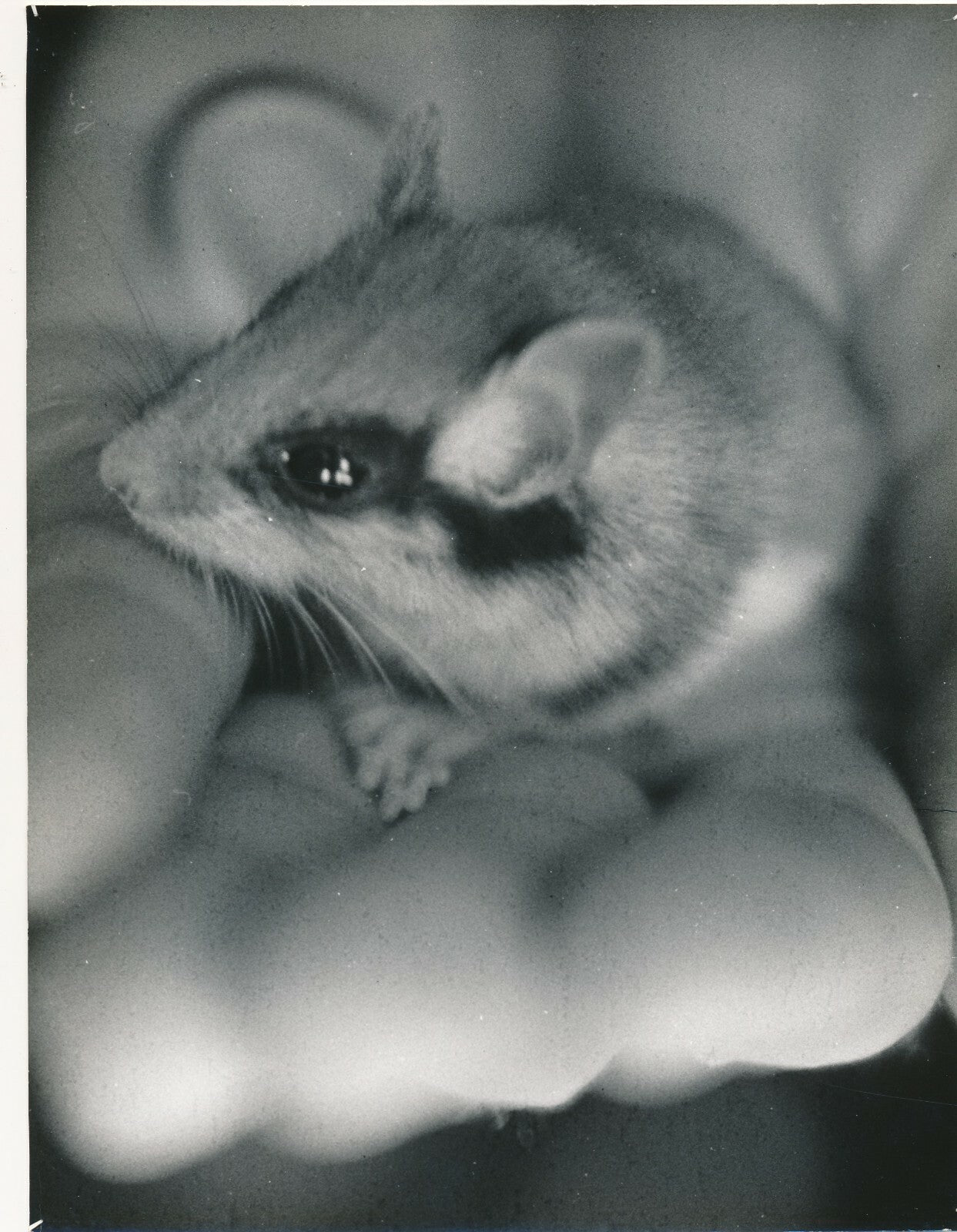 La souris la main photographie photo tirage argentique v. 1950