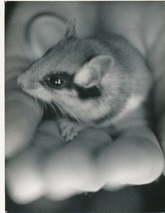 La souris la main photographie photo tirage argentique v. 1950