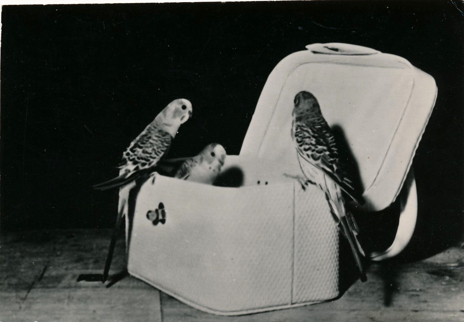 Photographie Perruches oiseaux tirage argentique époque v. 1940-1950