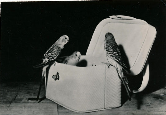 Photographie Perruches oiseaux tirage argentique époque v. 1940-1950