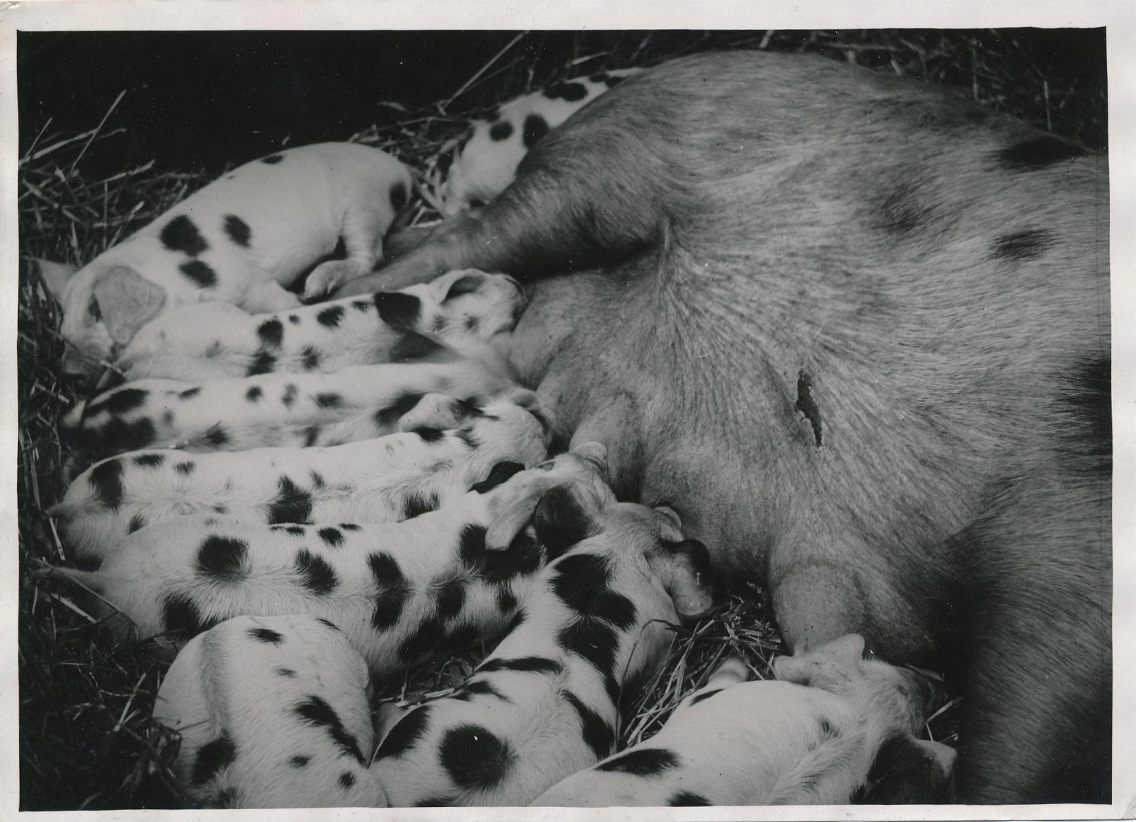 Truie cochon avec ses petits argentique époque Meurisse 1933 photographie