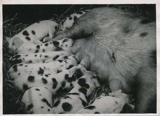 Truie cochon avec ses petits argentique époque Meurisse 1933 photographie
