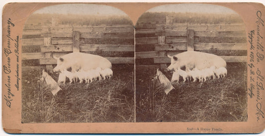 photographie stéréo truie cochons portée albuminé 1898