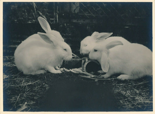 Lapin 2 photographies argentiques d'époque sur papier épais