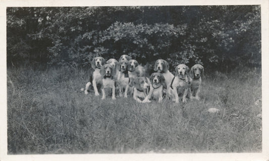 snapshot chiens groupe amateur famille argentique animaux Photo