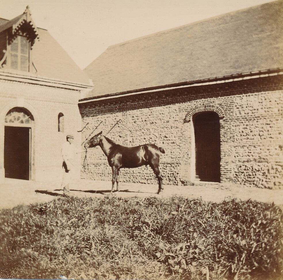 Cheval Auffay Seine Maritime haras box 10 photo photographies tirage citrate