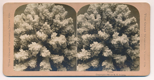 Photo Stéréo Corail Tirage argentique, copyright 1897 photographie 