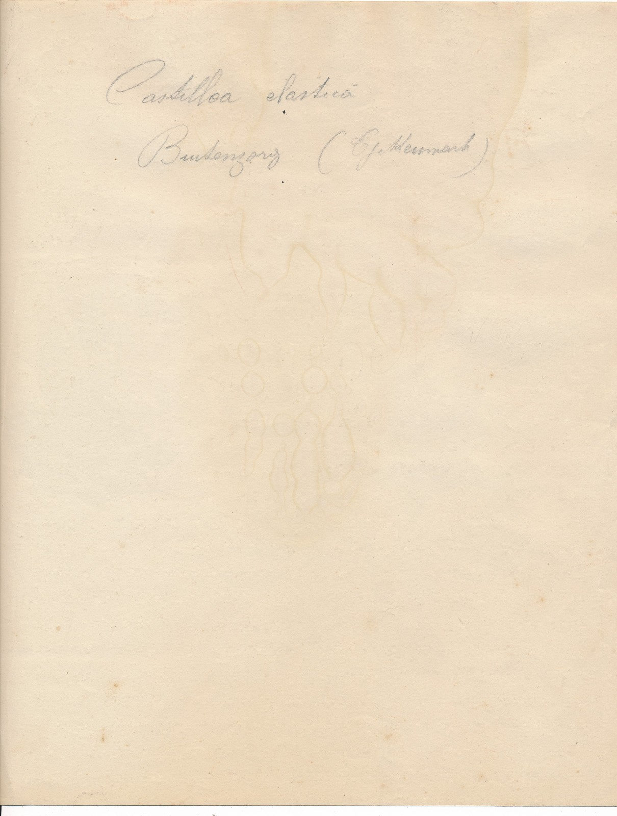 Photo Nature morte plante Castilloa Elastica tirage argentique époque