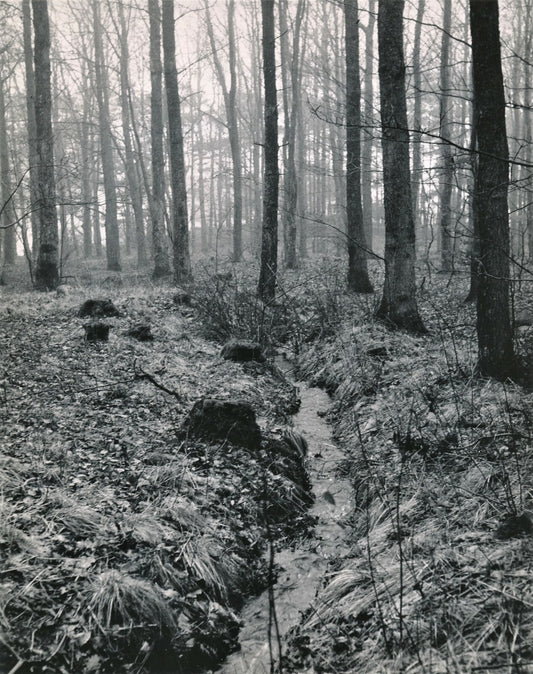 Gunnar Lundh forêt photo argentique époque cachet  dos années 50 riviere Suède