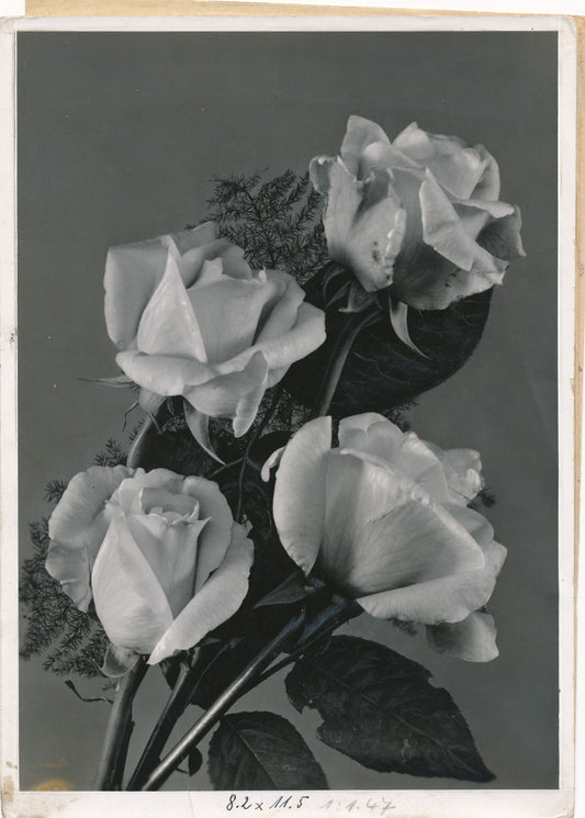 roses photographe Klesel Berlin photo argentique époque années 1930
