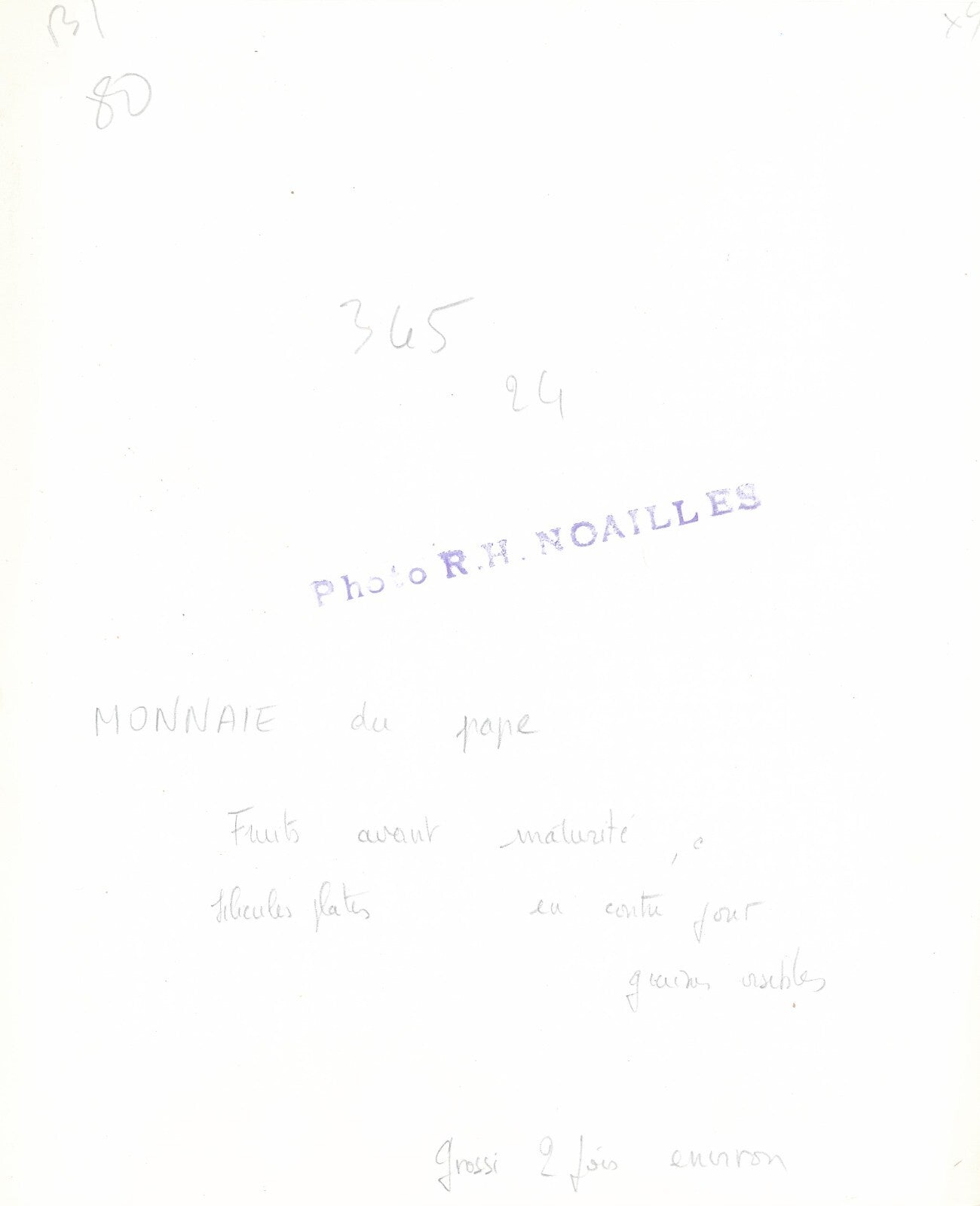 plante fleur Monnaie pape grossissement photo photographie Robert-Henri NOAILLES