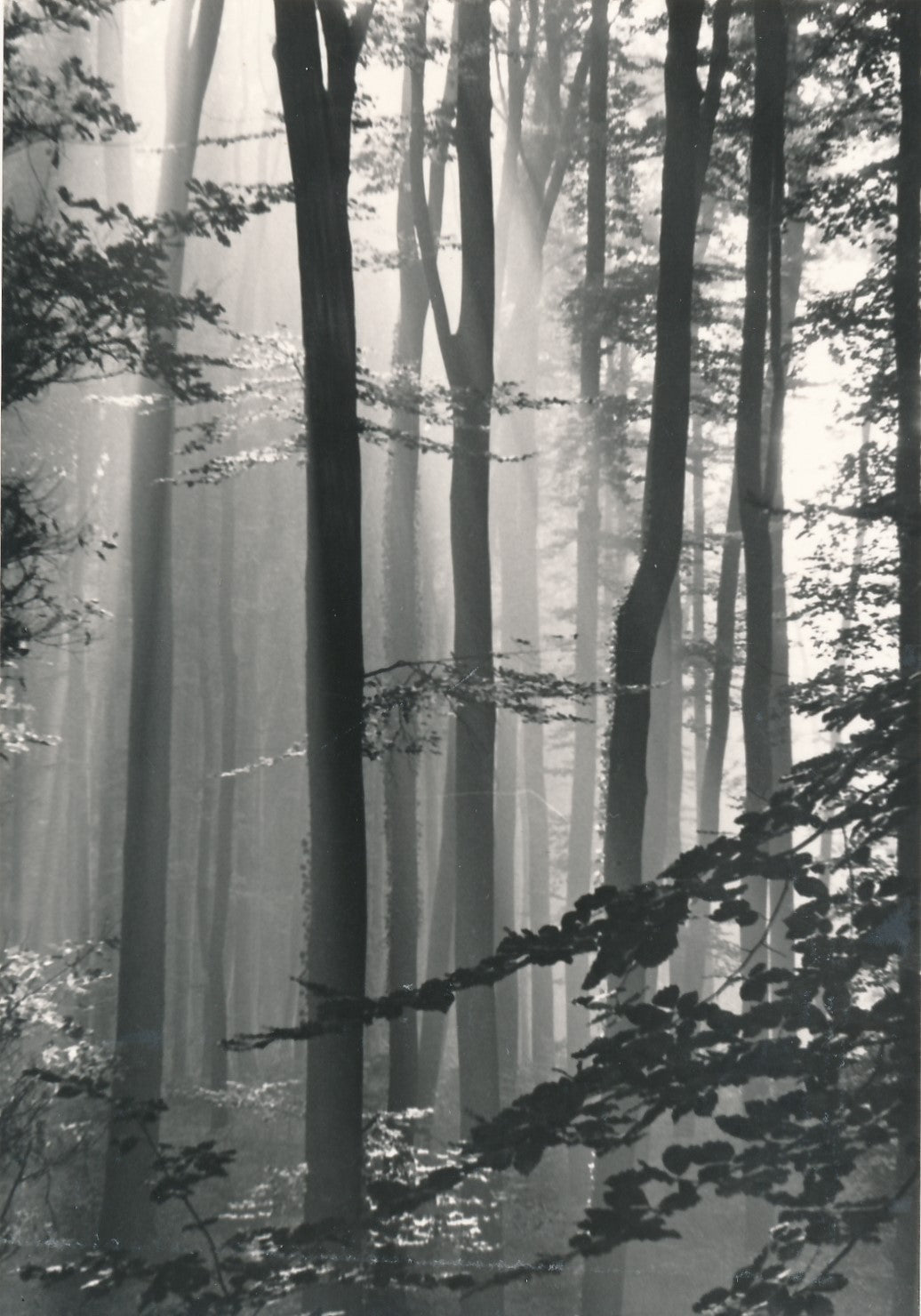 Suite de 4 photographies de sous-bois forêt nature photo photographie