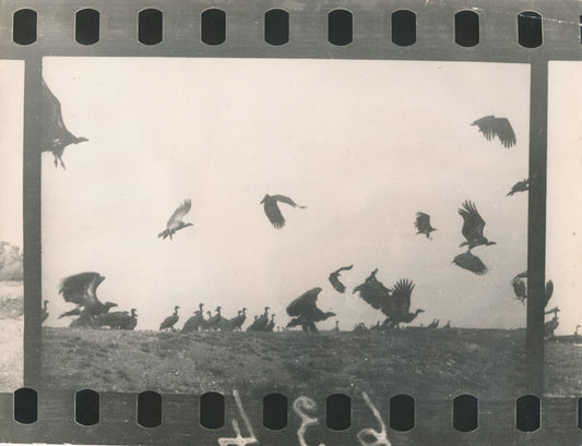 Les charognards vautour Dakar photo photographie argentique époque Afrique