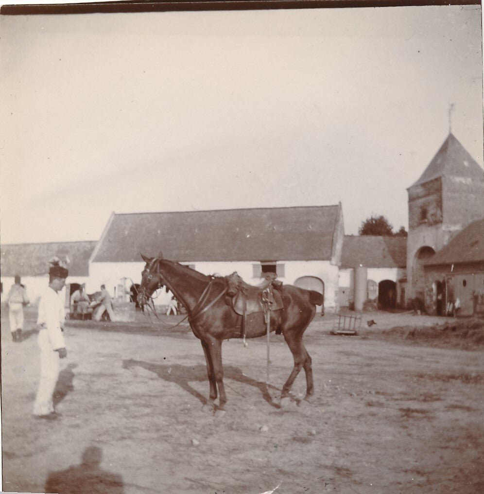 Cheval Auffay Seine Maritime haras box 10 photo photographies tirage citrate