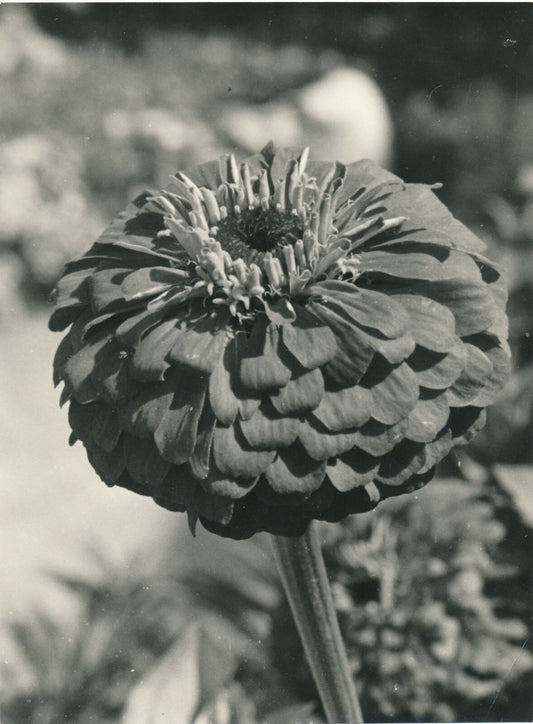 années 1950 pétale nature photo