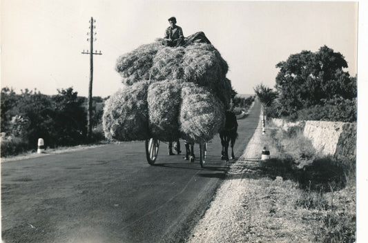 Altamira carriole foin, agriculture photo photographie époque vintage village