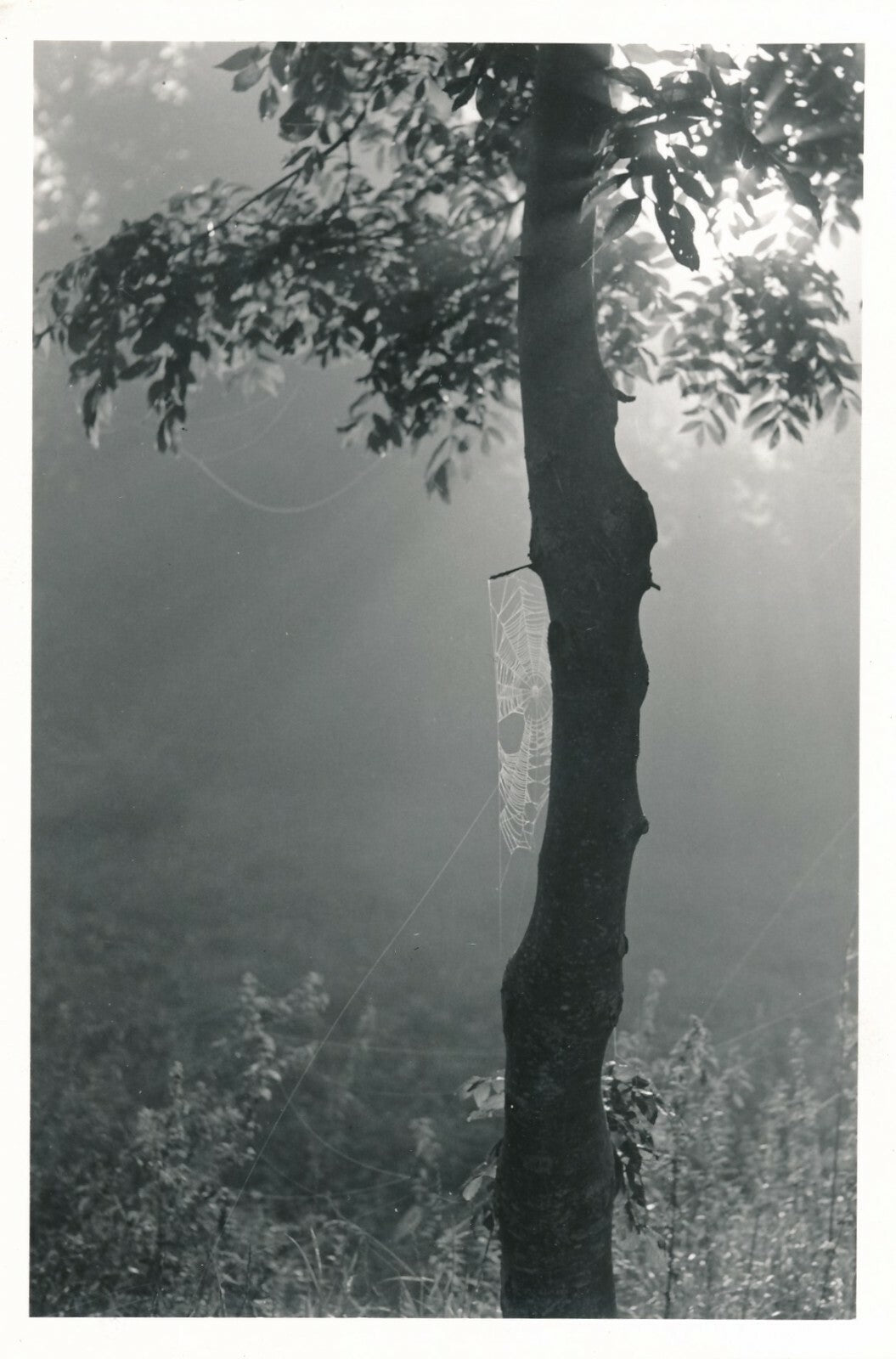 François TUEFFERD photo photographie tirage postérieur nature arbre