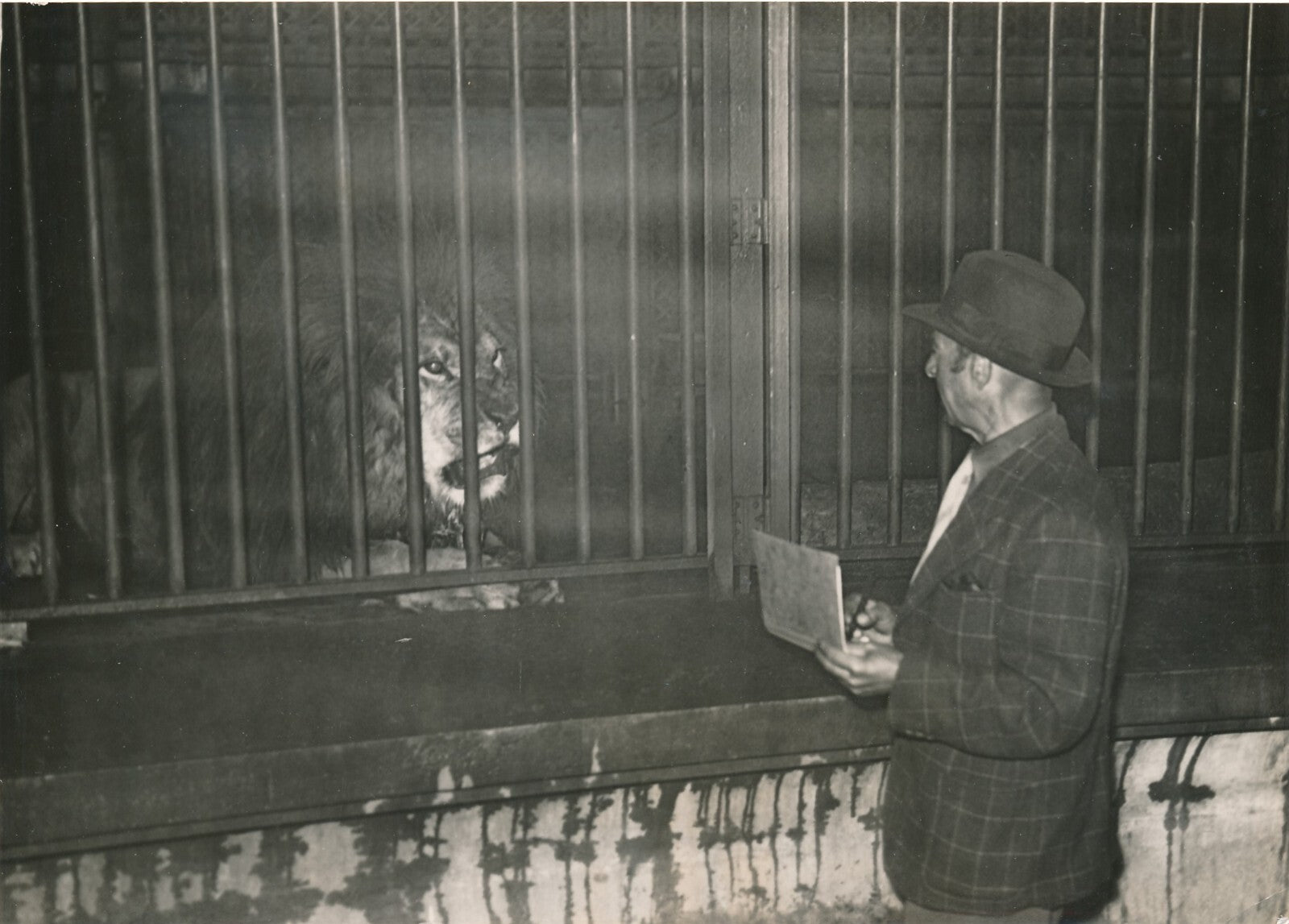  lion zoo croquis dessin photo photographie