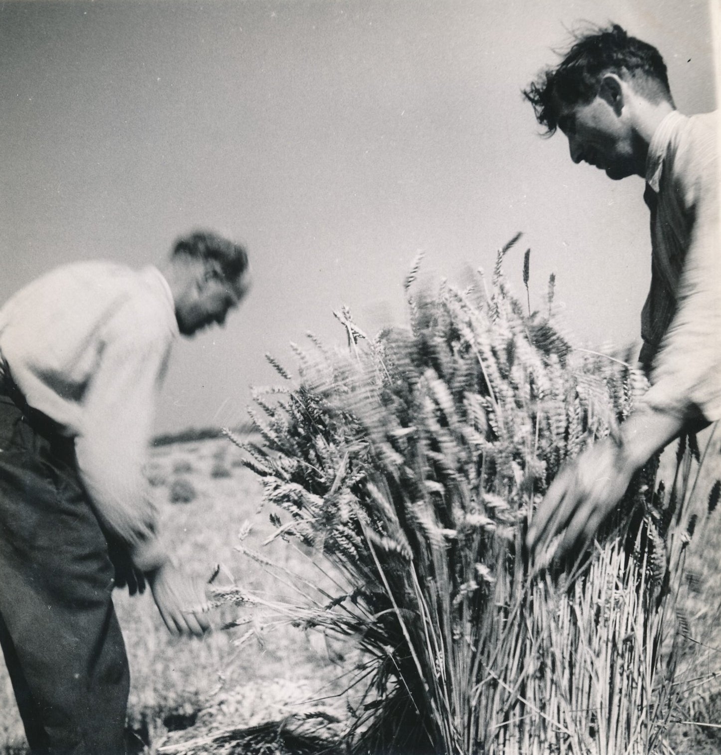 La Moisson blé vers 1 940 photo photographie époque anonyme