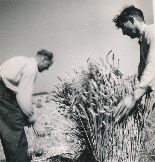 La Moisson blé vers 1 940 photo photographie époque anonyme