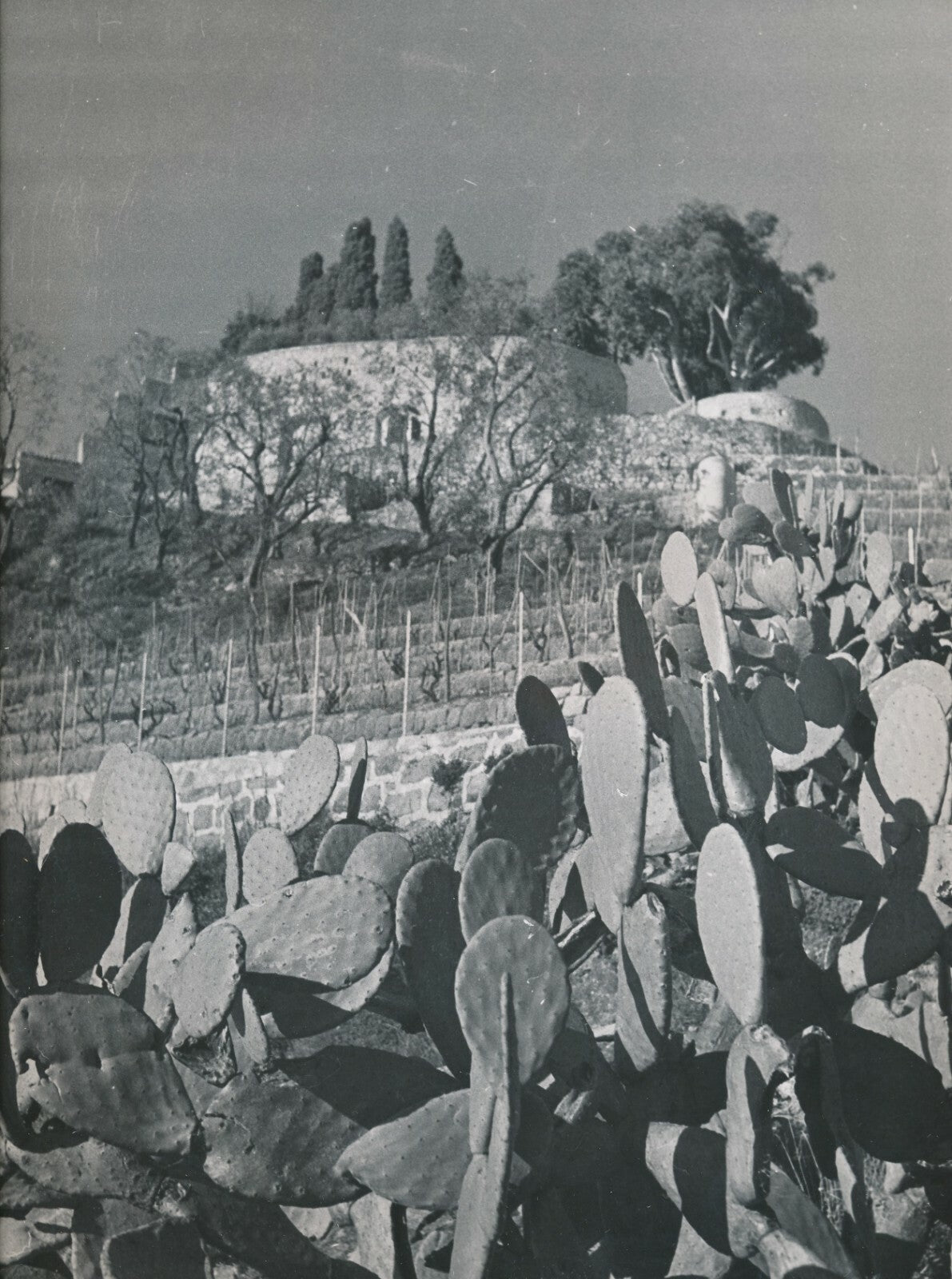 Les cactus dans le paysage photo photographie tirage argentique village