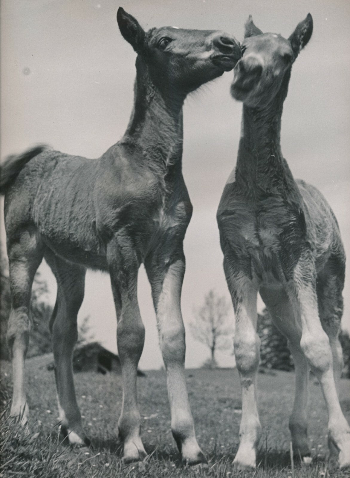 Les poulains animaux photo photographie fumée vers 1950