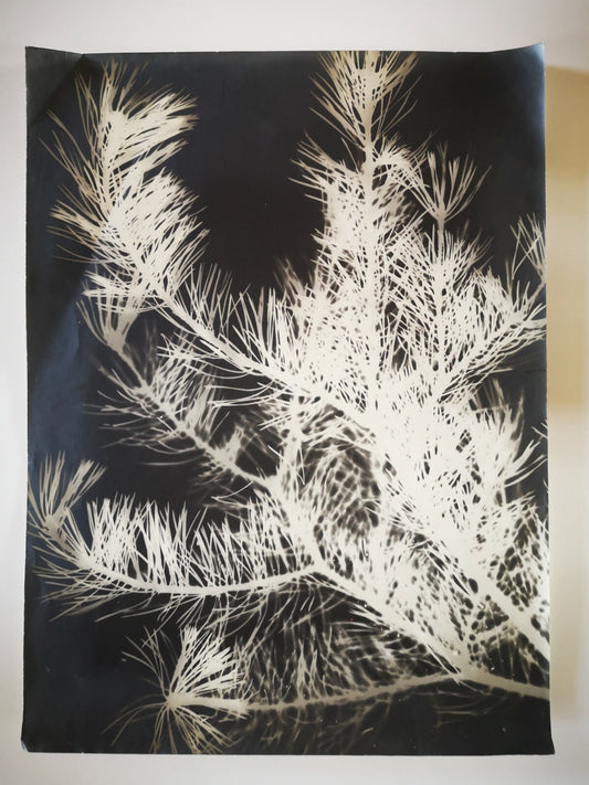 Photogramme branche de sapin photographie photo argentique c. 1950 ?