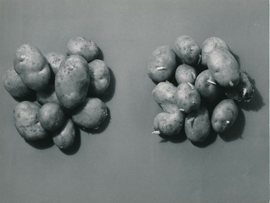 Pierre Jahan étude pommes terre photo photographie époque v. 1950 nature morte