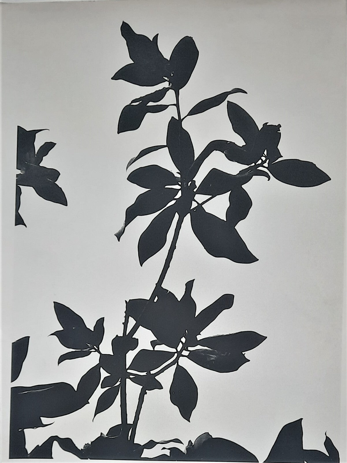 Plante Anonyme tirage argentique papier baryté années 1970 grand format