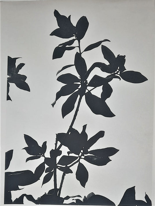 Plante Anonyme tirage argentique papier baryté années 1970 grand format