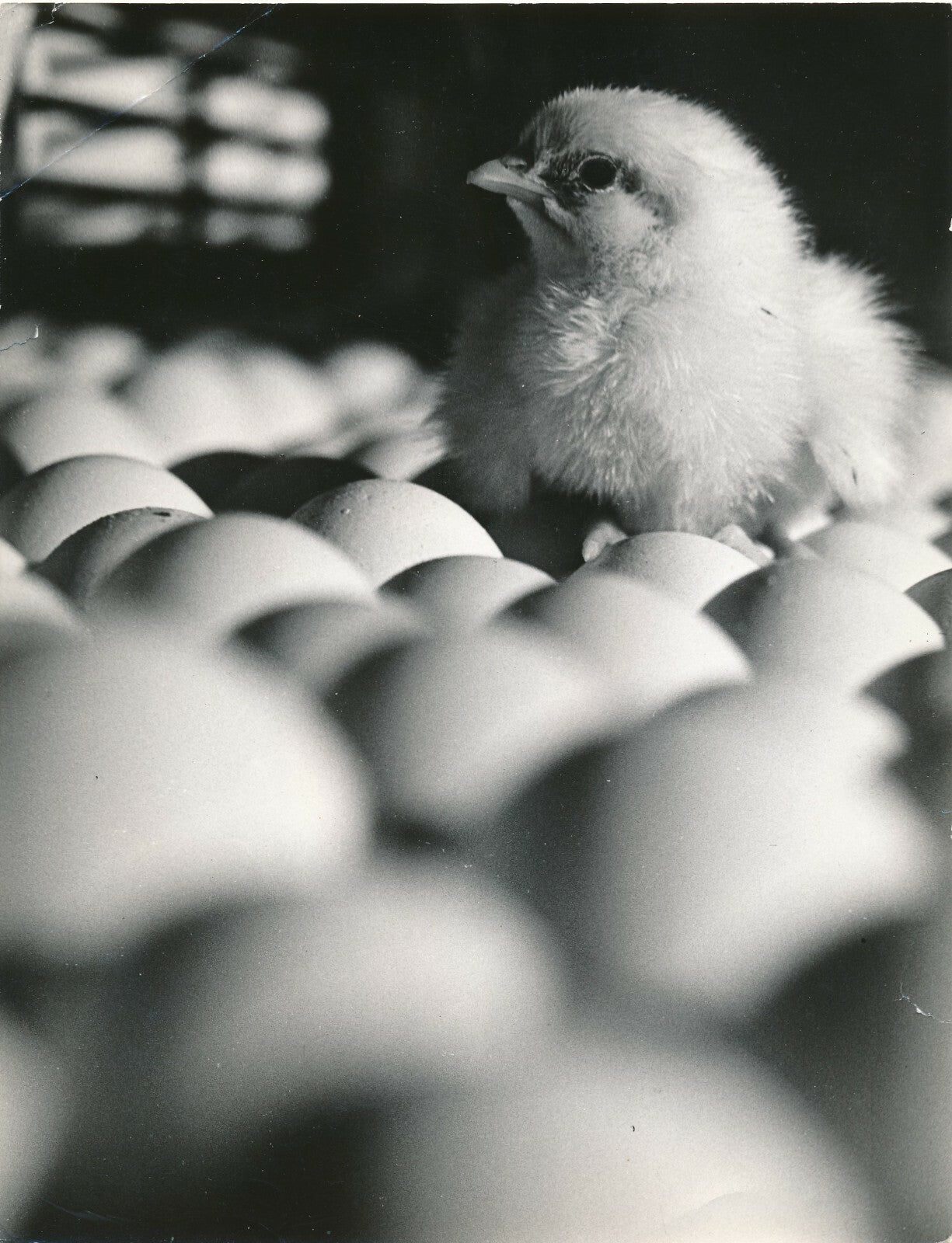 Poussin et oeufs photo photographie insolite 