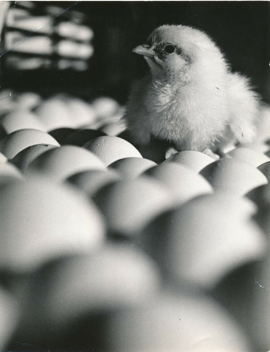 Poussin et oeufs photo photographie insolite 