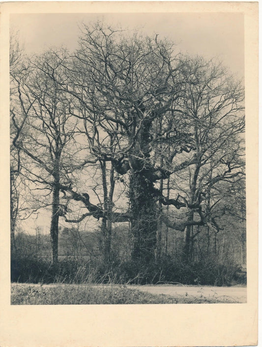 photo photographie Arbre remarquable photo photographie tirage argentique époque vers 1950-1960
