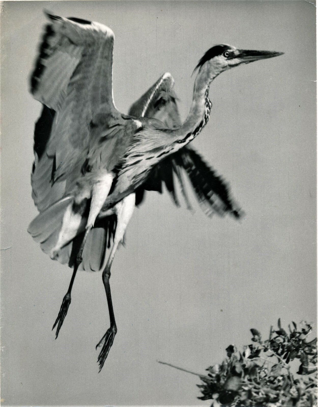 Photo Héron argentique époque animaux photographes : Bel Vienne