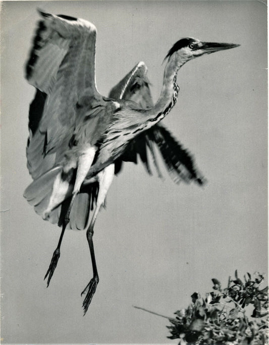 Photo Héron argentique époque animaux photographes : Bel Vienne